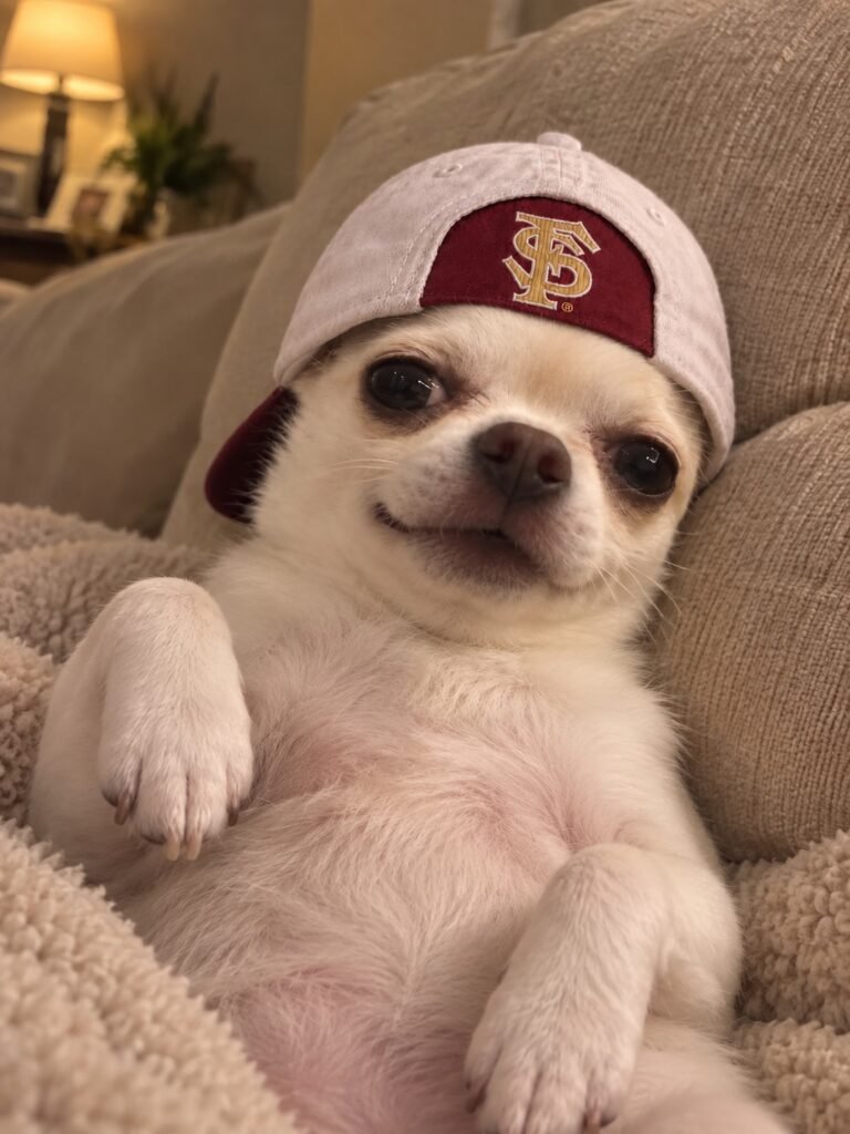 Chihuahua wearing a Florida State cap with a licensed Kap-Bak