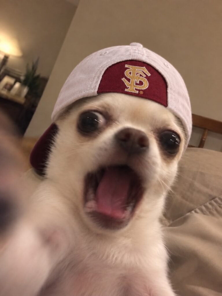 Chihuahua in a Florida State Kap-Bak cap, mouth open
