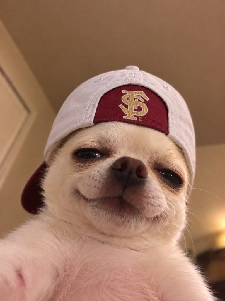 Chihuahua smiling in a Florida State Kap-Bak cap